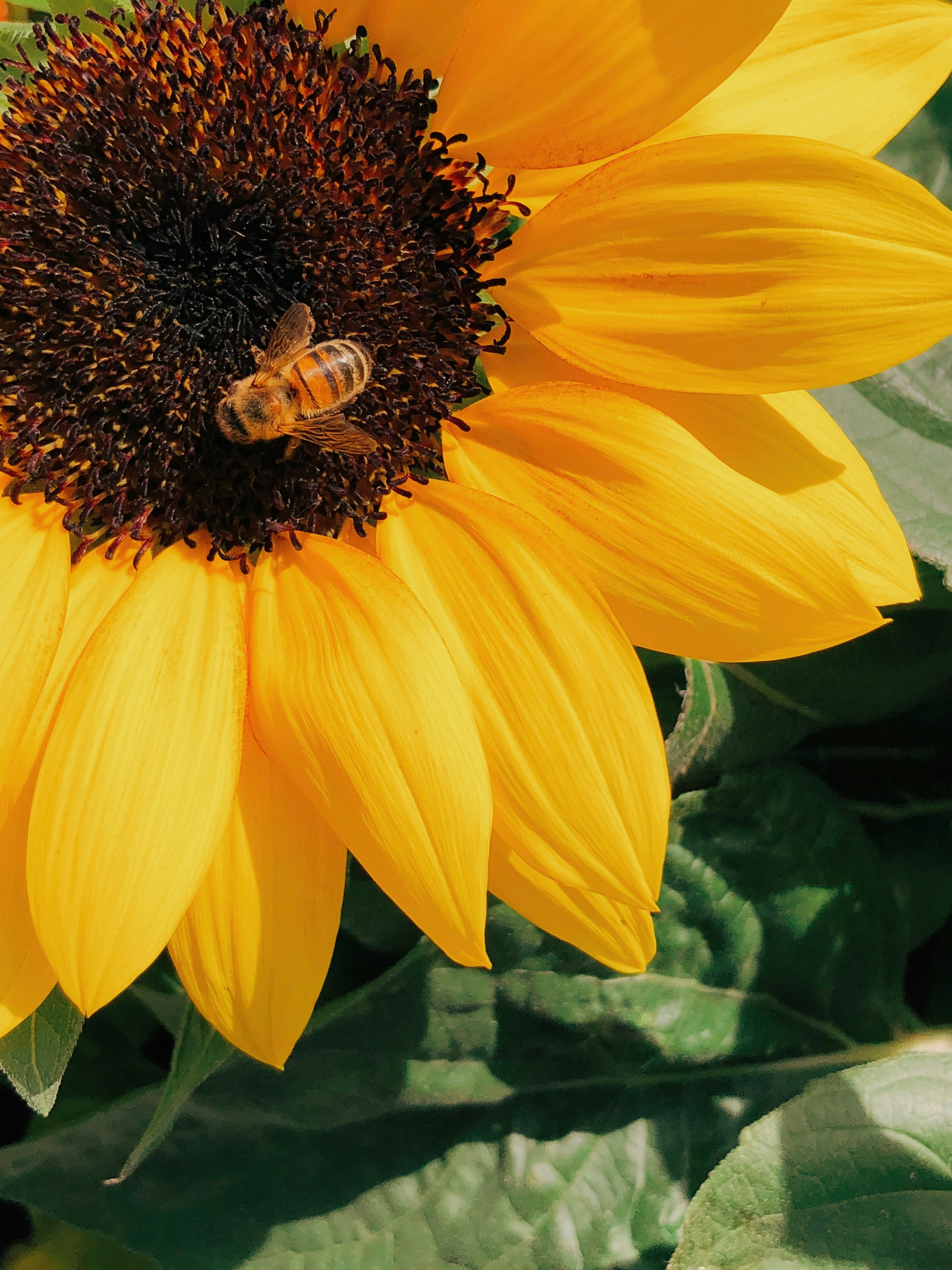 Honey bee resting on a sunflower near Bhaderwah Valley apiaries