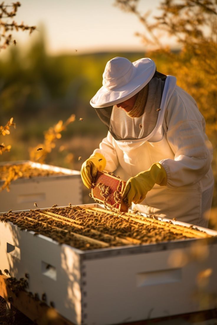 Beekeeper carrying honeycomb frames at sunrise in Jammu & Kashmir