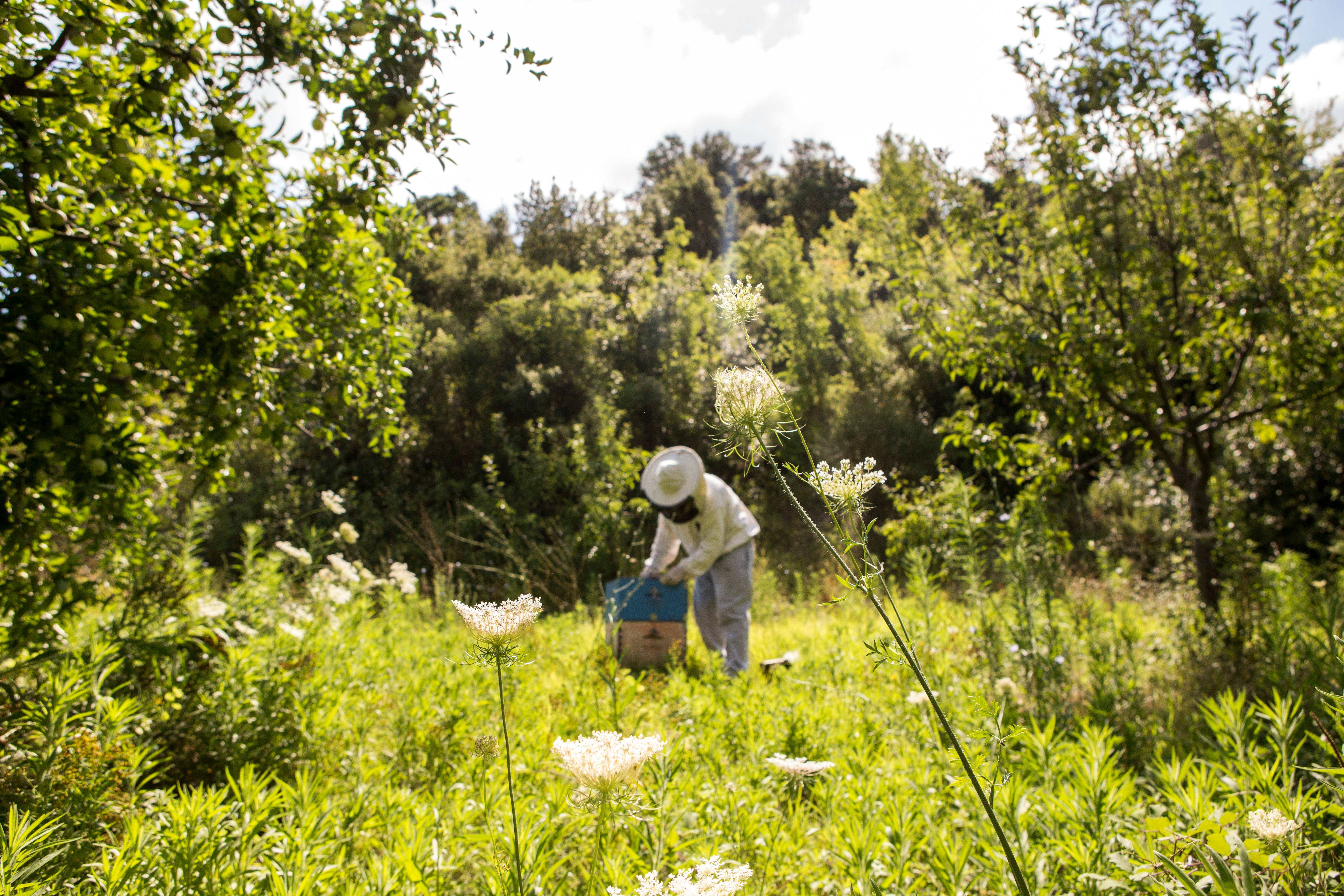 Beekeeper tending to honeycombs in a Jammu & Kashmir apiary