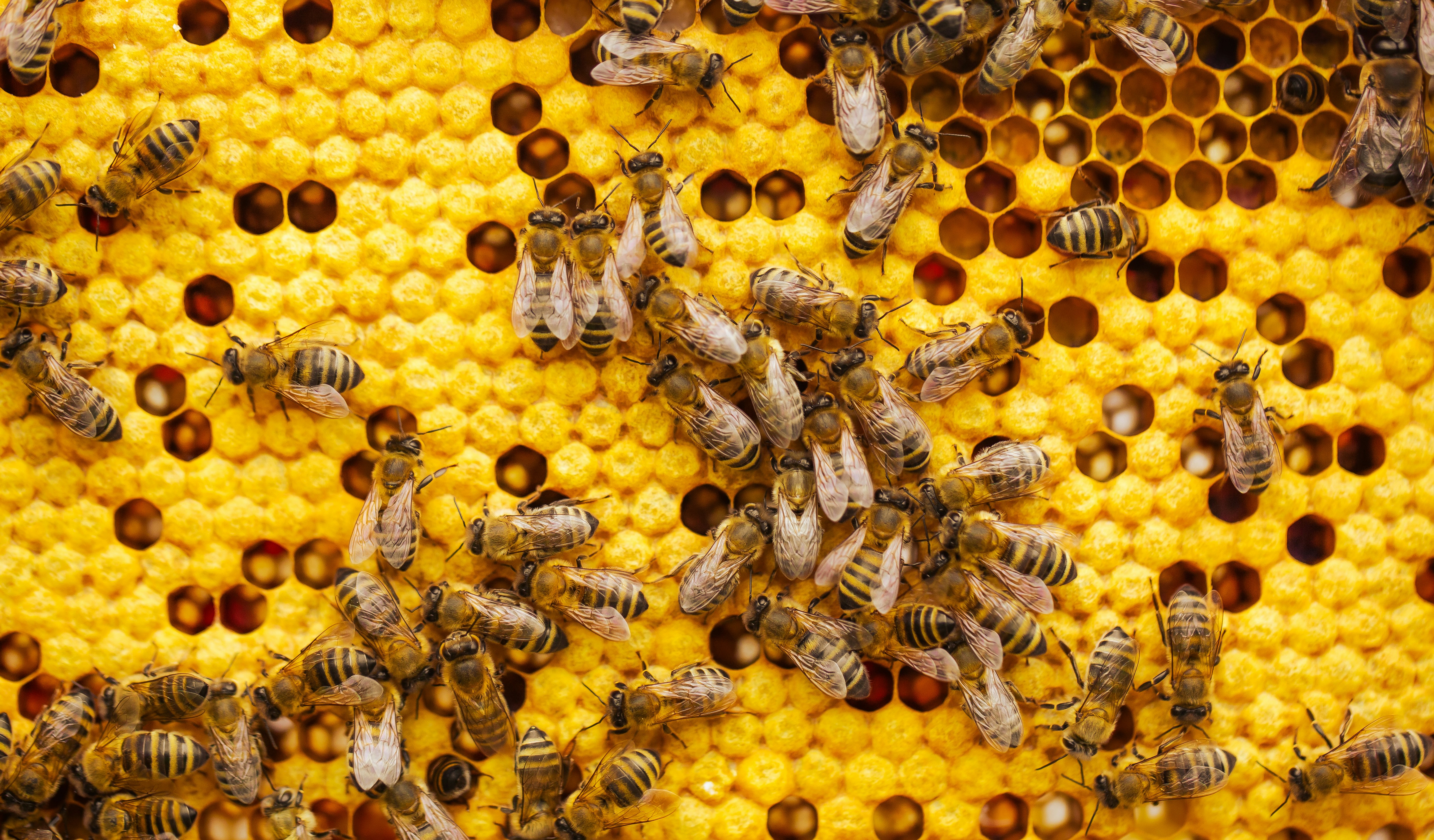 Beekeeper inspecting a honeycomb frame overlooking Kishtwar Highlands